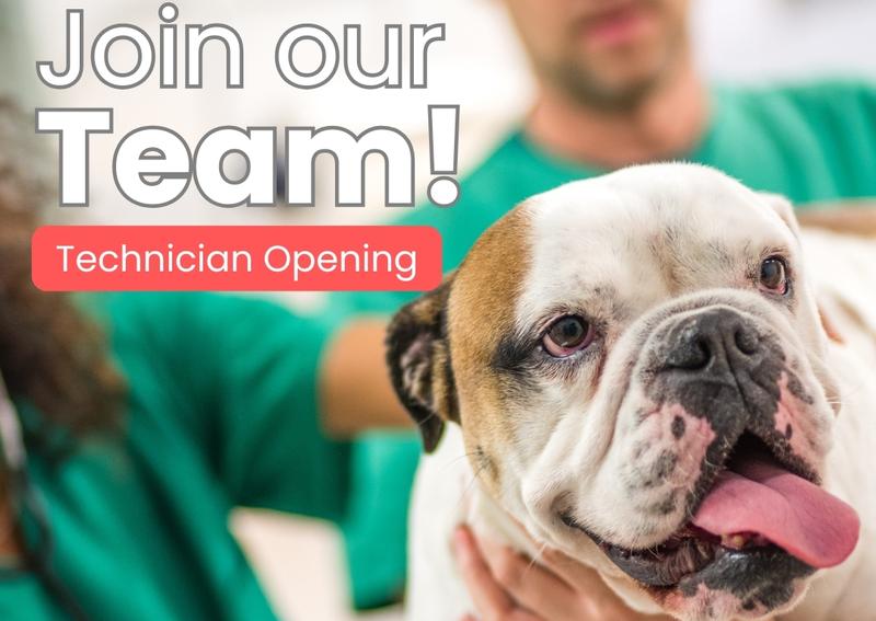 Carousel Slide 7: We are looking for a Licensed Veterinary Technician or Veterinary assistant!